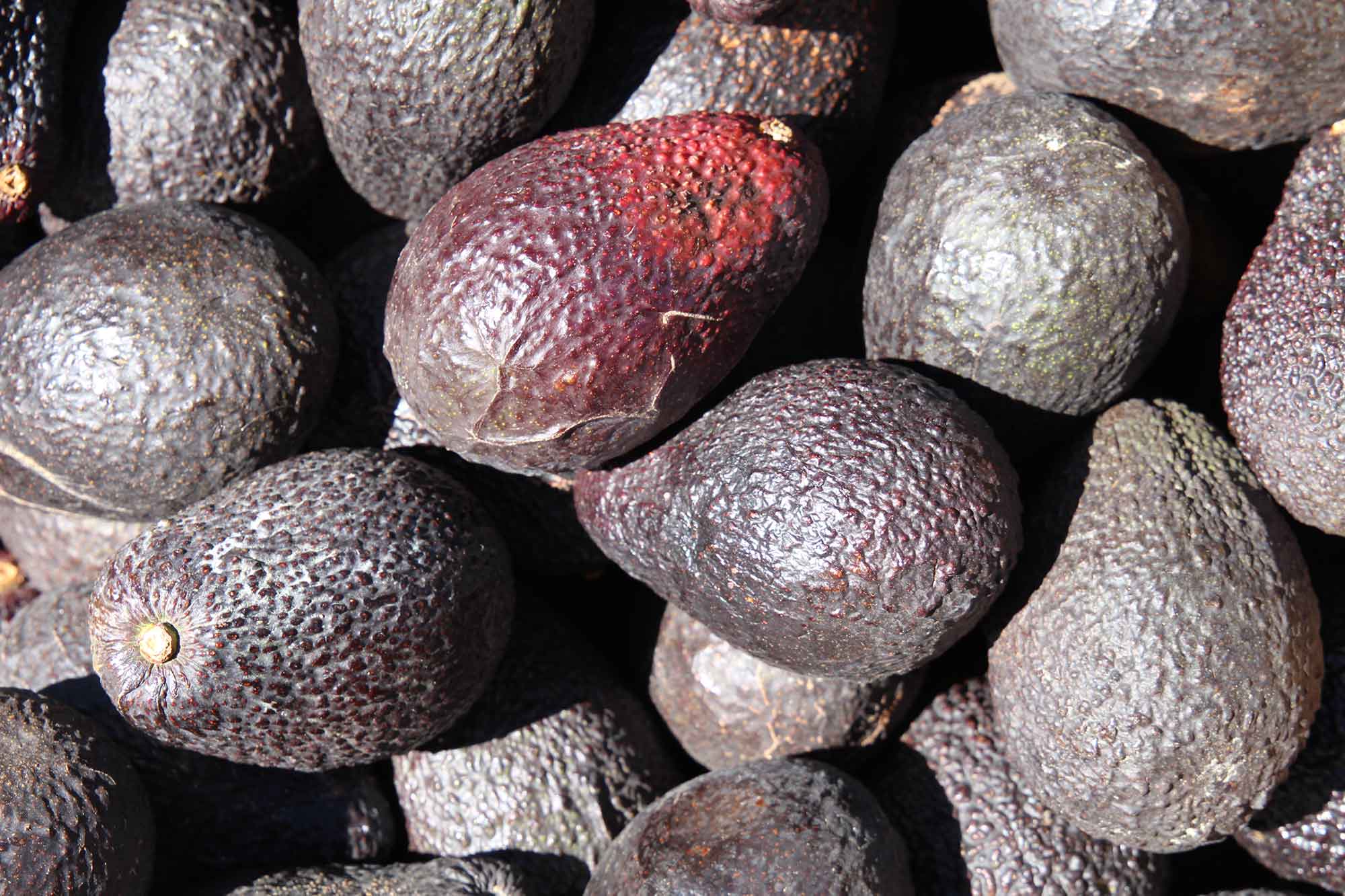 Organically grown spray free New Zealand grown avocados 