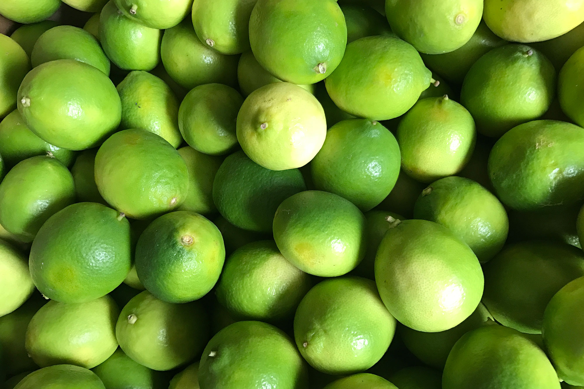 Organically-grown Spray-free New Zealand grown Limes 