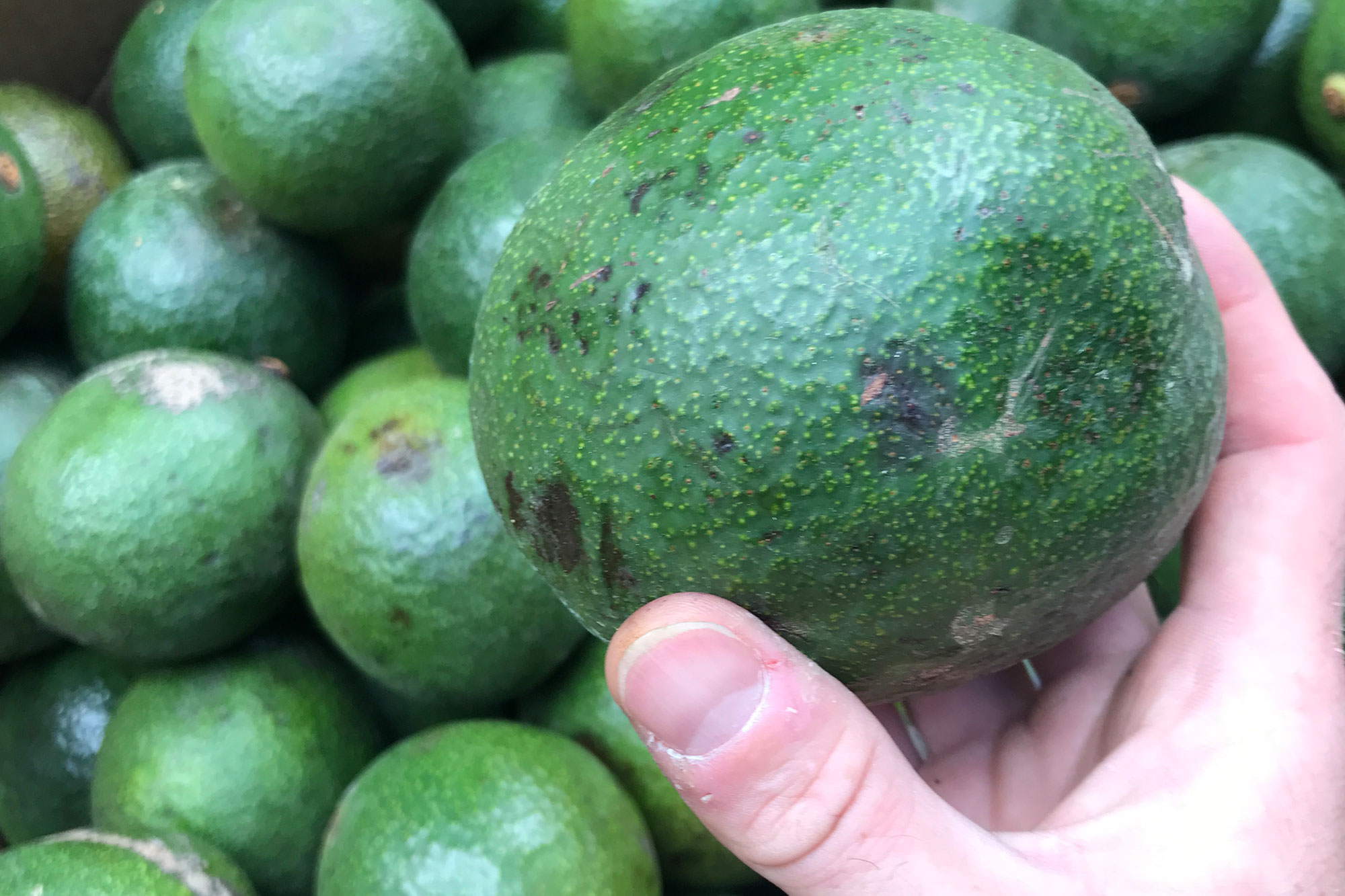 Organically grown spray free New Zealand grown avocados 